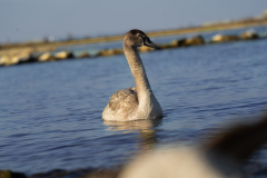Jungschwan1_HutterAndreas_012021