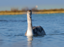 Jungschwan_HutterAndreas_012021