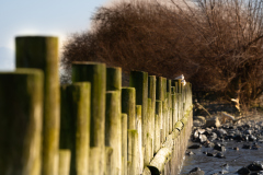 VoegelaufPfosten_HutterAndreas_012021