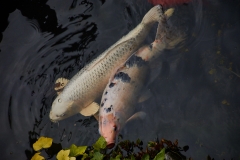 MeineFische_AnnemarieMaldoner_DSC_0864_LK1800