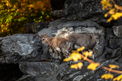 0426_Ardetzenberg_Fotoausflug_24.10.2020@Fototeam-Digital-2020
