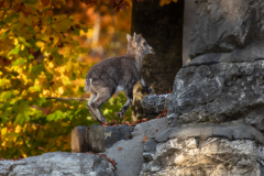 0449_Ardetzenberg_Fotoausflug_24.10.2020@Fototeam-Digital-2020