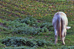 DSC_2980