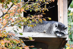 DSC_2985 DSC_2985