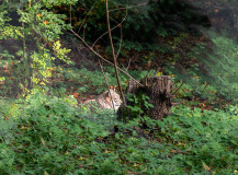 DSC_31541 DSC_31541
