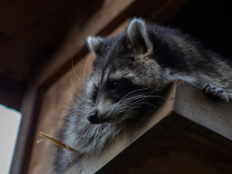 IMG_0043-2_LR