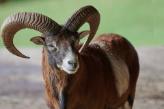Wildpark_Feldk__RG04711_RolandG Wildpark_Feldk__RG04711_RolandG