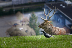 Wildpark_Feldk__RG04735_RolandG