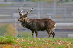 Wildpark_Feldk__RG04789_RolandG