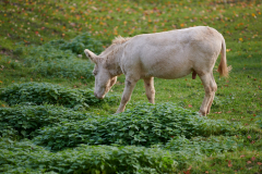 Wildpark_Feldk__RG04796_RolandG