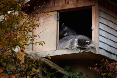Wildpark_Feldk__RG04815_RolandG Wildpark_Feldk__RG04815_RolandG