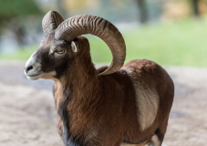 Wildpark_Feldkrich_Haemmerle_Ingrid-1-von-16 Wildpark_Feldkrich_Haemmerle_Ingrid-1-von-16