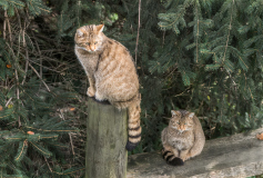 Wildpark_Feldkrich_Haemmerle_Ingrid-10-von-16