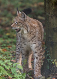 Wildpark_Feldkrich_Haemmerle_Ingrid-11-von-16