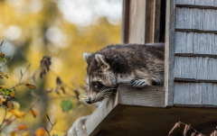 Wildpark_Feldkrich_Haemmerle_Ingrid-12-von-16