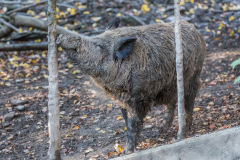 Wildpark_Feldkrich_Haemmerle_Ingrid-14-von-16 Wildpark_Feldkrich_Haemmerle_Ingrid-14-von-16