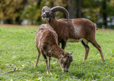 Wildpark_Feldkrich_Haemmerle_Ingrid-3-von-16 Wildpark_Feldkrich_Haemmerle_Ingrid-3-von-16