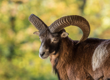 Wildpark_Feldkrich_Haemmerle_Ingrid-4-von-16 Wildpark_Feldkrich_Haemmerle_Ingrid-4-von-16