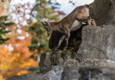 Wildpark_Feldkrich_Haemmerle_Ingrid-5-von-16 Wildpark_Feldkrich_Haemmerle_Ingrid-5-von-16