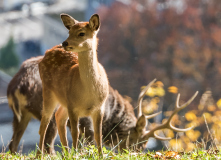 Wildpark_Feldkrich_Haemmerle_Ingrid-6-von-16