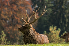 Wildpark_Feldkrich_Haemmerle_Ingrid-7-von-16