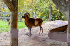 Wildpark_Schuler_Christine_2020-1 Wildpark_Schuler_Christine_2020-1