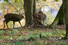 Wildpark_Schuler_Christine_2020-13