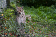 Wildpark_Schuler_Christine_2020-23
