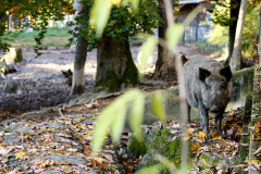 Wildpark_Schuler_Christine_2020-28 Wildpark_Schuler_Christine_2020-28
