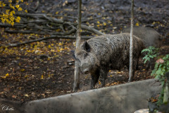 Wildpark_Schuler_Christine_2020-29 Wildpark_Schuler_Christine_2020-29