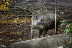 Wildpark_Schuler_Christine_2020-30 Wildpark_Schuler_Christine_2020-30