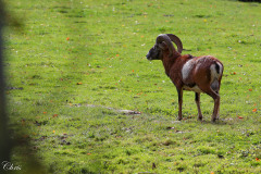 Wildpark_Schuler_Christine_2020-6 Wildpark_Schuler_Christine_2020-6