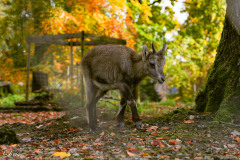 Wildpark_Schuler_Christine_2020-8