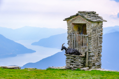 Alpe-Nimi_Bertram-W._2021