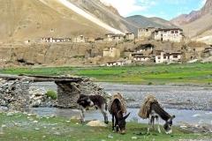 Dorf in Ladakh
