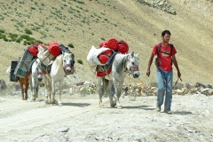 Gepäcktransport im Himalaya
