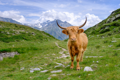 Hochlandrind-Bertram-Waldner-2020