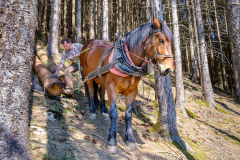 Holzarbeit_Bertram-Waldner_2020