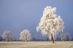 Morgenfrost (2)