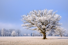 Morgenfrost