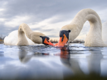 Schwan_Bertram_Waldner_2023