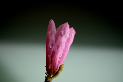 Magnolia_WalterDeMeijer_LK1024