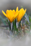 Krokus_GiselaKuzel_LK1024