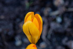 CrocusRising_JuergenMessmer