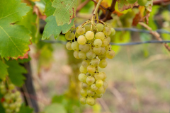 005_AmWeingut_KarinMuellerVoegel