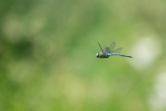 Libellenflug-1