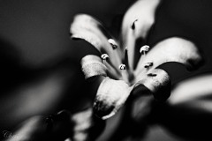 Blühte_Schuler_Christine_2020-1