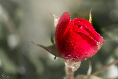 Rose_Schuler_Christine_2020-1