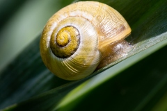 Schnecke_Christine_Schuler_2020-2