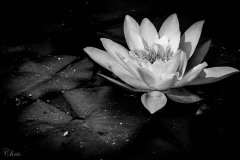 Seerose-II_Schuler_Christine_2020-1